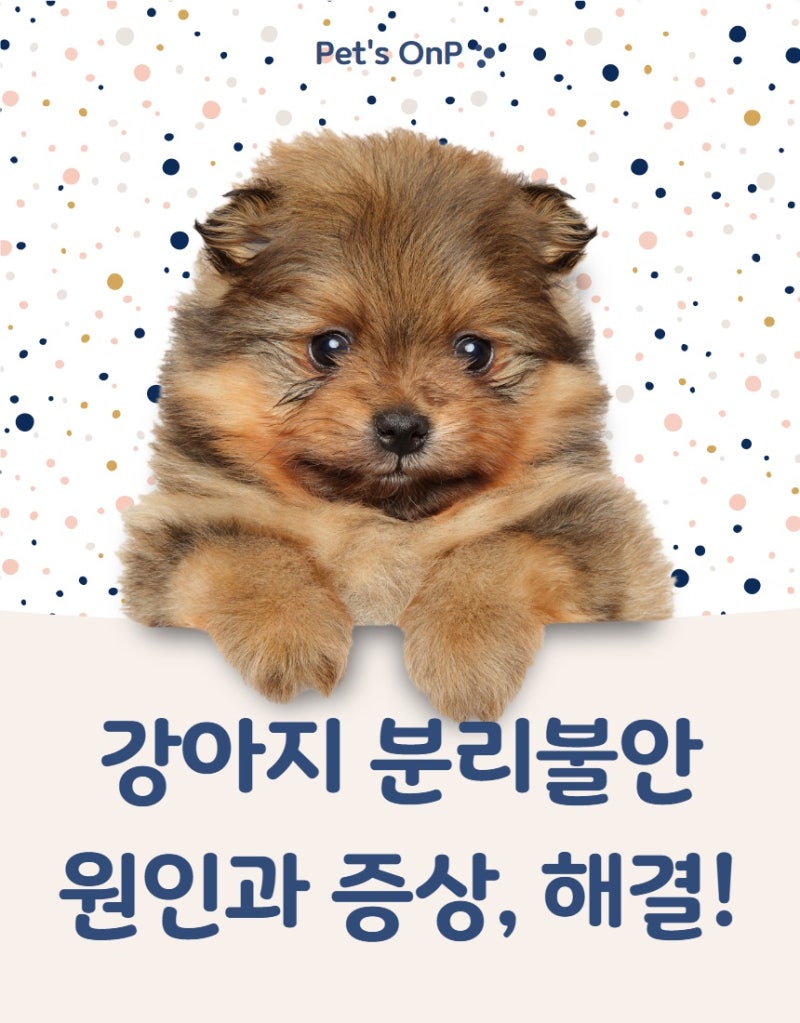 개 분리불안 증상 원인과 해결책 9