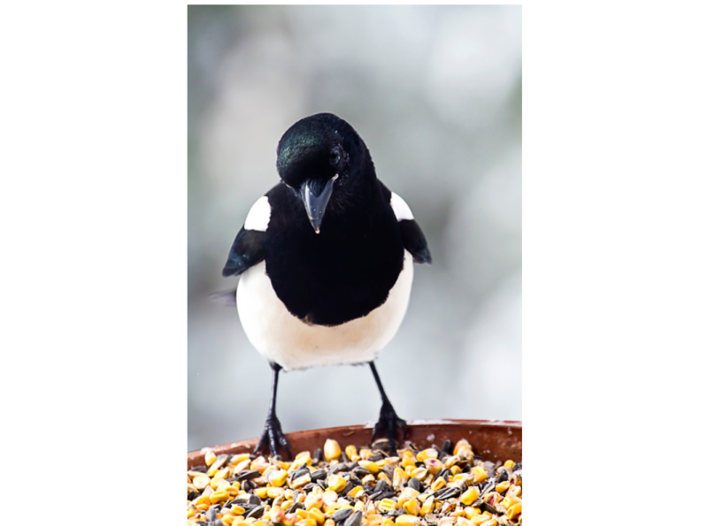까치에 대한 여러 가지 이야기 (magpie) : 네이버 블로그 까치에 대한 여러 가지 이야기 (Magpie) : 네이버 블로그