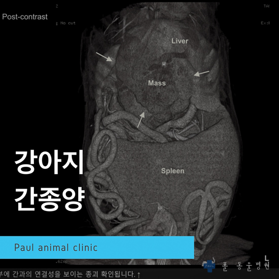 허스키 간종양, 설사, 식욕부진 & 성남 분당 24시 폴 동물병원