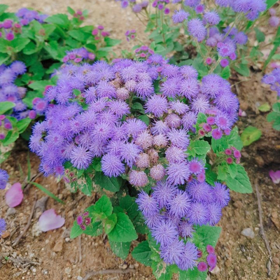  흙과 물과 햇볕만 있다면 무럭무럭