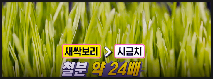  보리새싹가루 쉐이크 효능 알고먹기