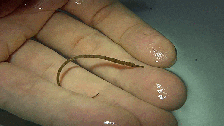  별실고기 Halicampus punctatus    ホシヨウジ / 실고기과  ( Family Syngnathidae ) 의 1종