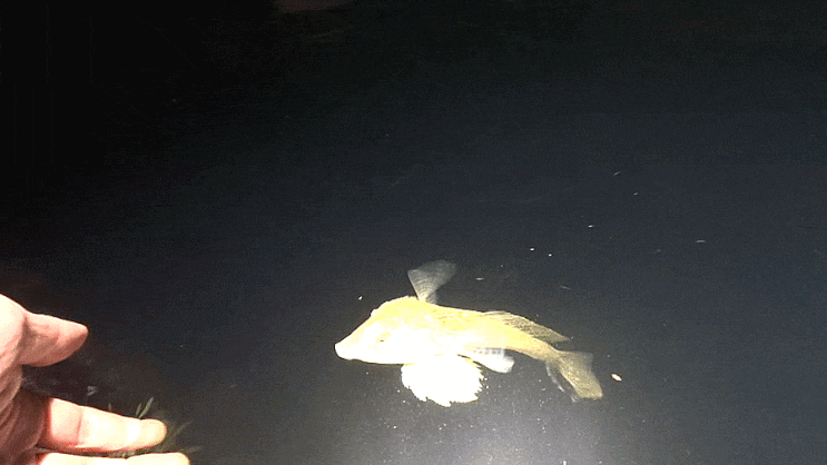  동갈양태  Repomucenus curvicornis    ネズミゴチ  / 돛양태과 ( Family Callionymidae ) 의 1종