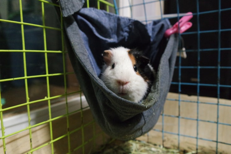  [기니피그] 물마시는 방법