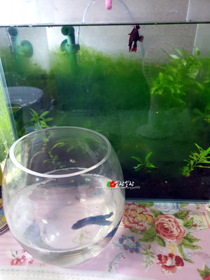키우기 쉬운 물고기 열대어 베타 : 네이버 블로그, image size:800x1067