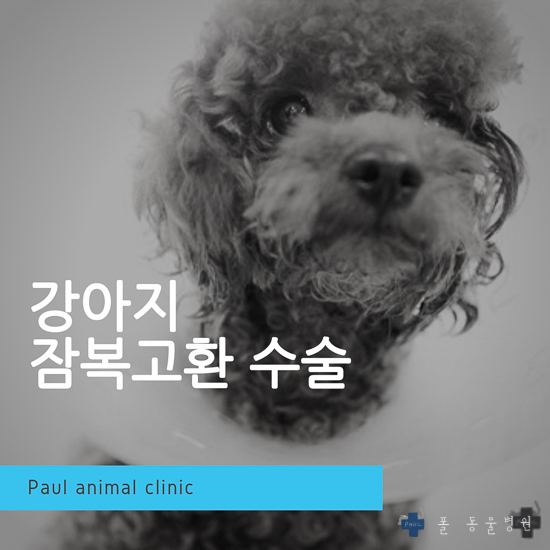  수컷 강아지 복강 잠복고환 수술 & 성남 분당 24시 폴 동물병원