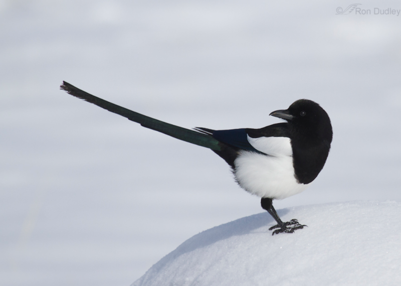 까치에 대한 여러 가지 이야기 (magpie) : 네이버 블로그 까치에 대한 여러 가지 이야기 (Magpie) : 네이버 블로그