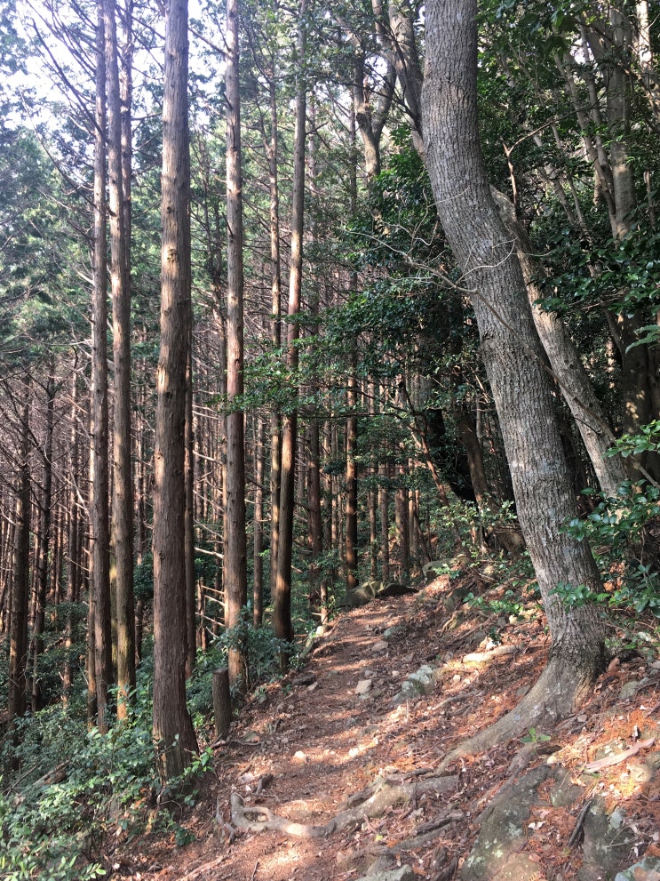 대마도 이즈하라 아리아케야마(유명산) 등산 ②