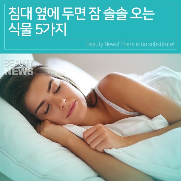  침대 옆에 두면 숙면에 도움이 되는 식물