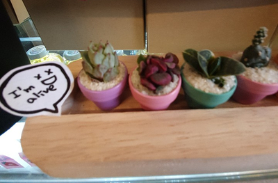  귀여운 미니선인장을 보면 기분이 좋아져요