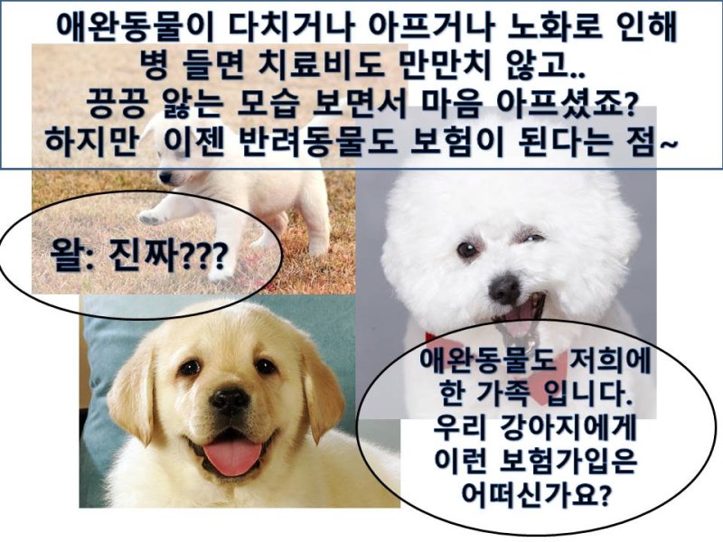 애완동물 강아지 도 보험가입 이 된다구요?