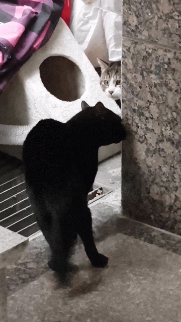  새끼고양이분양 말고 길냥이 길들이기 가 좋은 이유