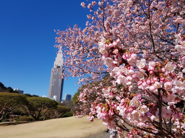 신주쿠교엔 - 일본 도쿄 벗꽃명소  도심속의 정원공원