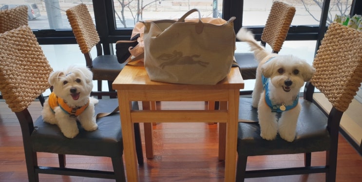  분당 장재영 외과동물병원에 다녀왔어요~~~