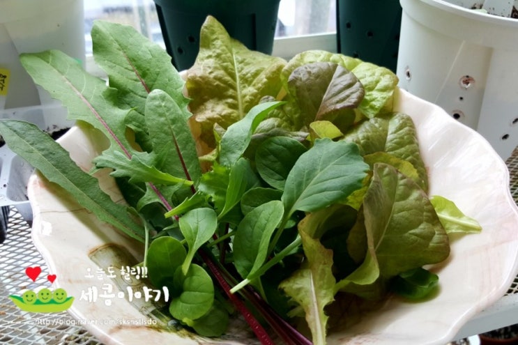  (소소한 베텃 수확하기)혼밥은 비빔밥, 개 풀 뜯어 먹는 소리