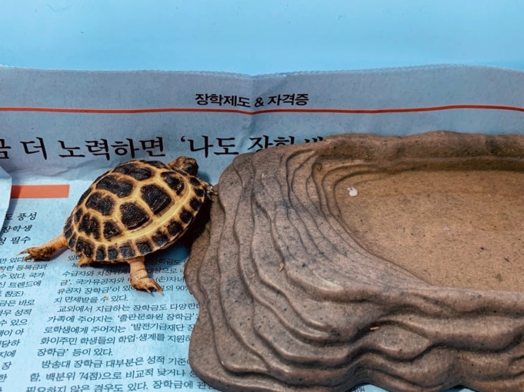  호스필드육지거북 일기#1 - 호댕이를 소개합니다!