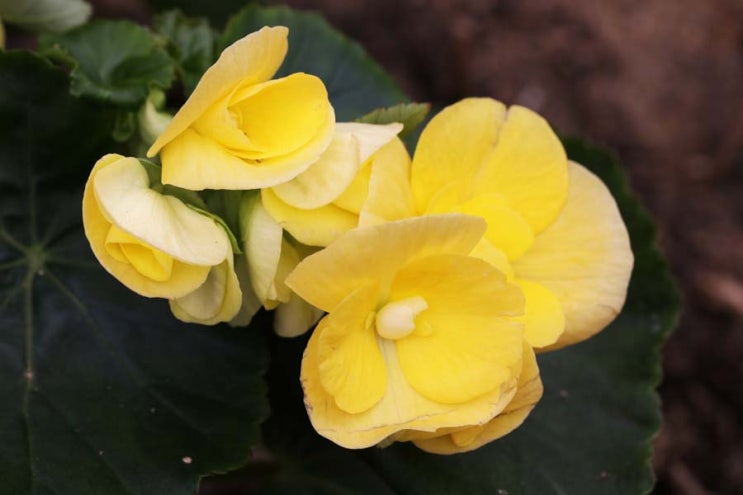 예쁘고 사랑스러운 꽃이 피는 엘라티오르 베고니아 (Elatior Begonia) : 네이버 블로그