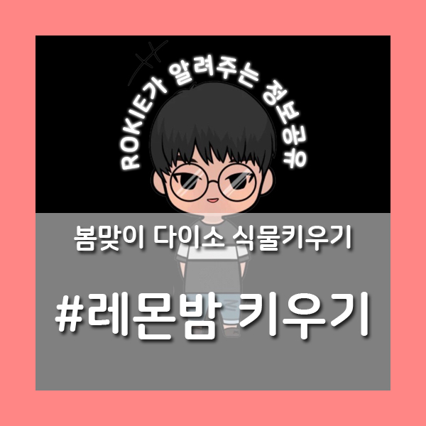 [봄맞이 다이소 식물] 레몬밤 키우기