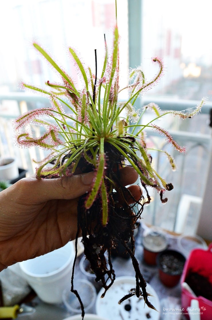 오랜만에 전하는 식충식물 소식~ : 네이버 블로그, image size:740x1117
