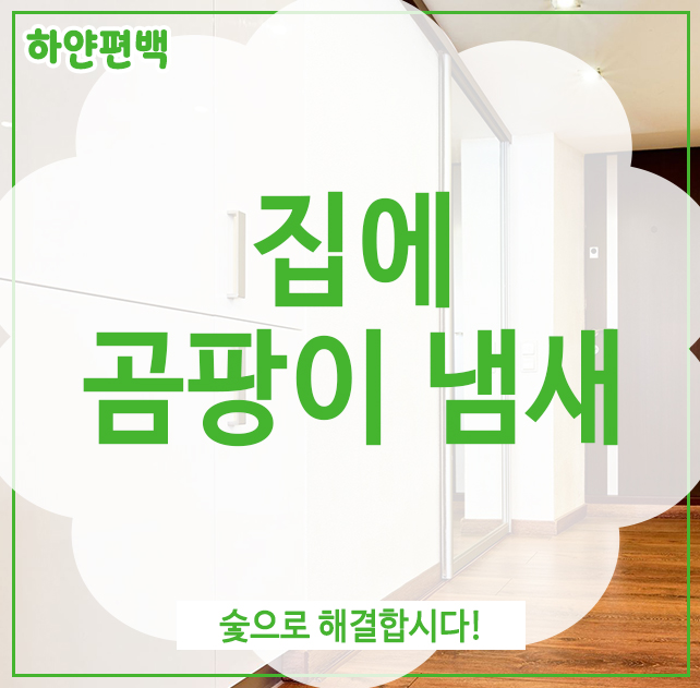  집에 곰팡이 냄새, 숯으로 해결합시다!