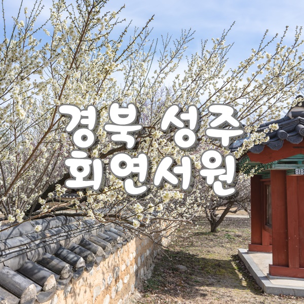 [성주여행] 대구 근교 매화꽃 구경가기 좋은곳 회연서원