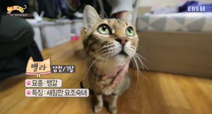 [EBS 고양이를 부탁해] 뱅갈고양이와 시바견 합사의 어려움 ' 가또블랑코 원목캣폴 '로 해결
