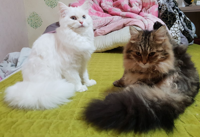 고양이가 좋아하는 마타타비 묘목을 심자! 개다래 효능 최대 스플릿 4