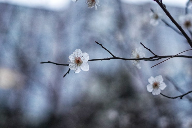  매화 (a7m3 + fe50/1.8)