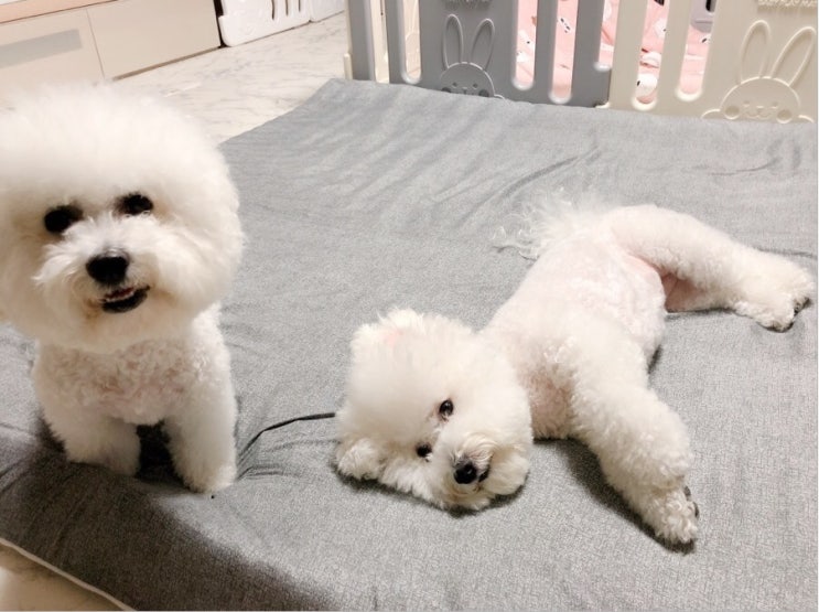  라클라우드침대  흑흑 비싸지만 결국 렌탈했네요