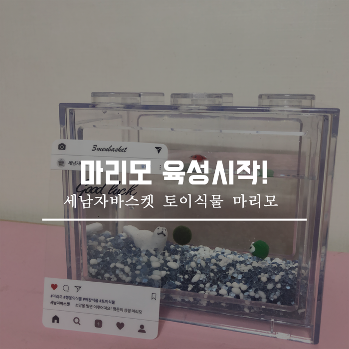  행운의상징 마리모 키우기 어렵지않아요