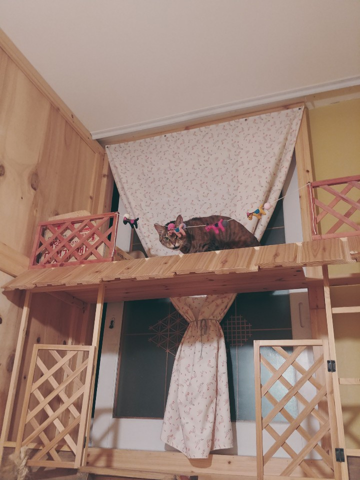  대전 애묘 호텔 / 대전 고양이 호텔 / 대전 방문탁묘 / 대전 고양이 맡길 곳! 고양이 정원!
