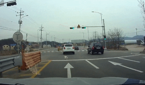 왕복5차선도로에서 방황하는 포메리안 강아지... .gif 왕복5차선도로에서 방황하는 포메리안 강아지... .gif