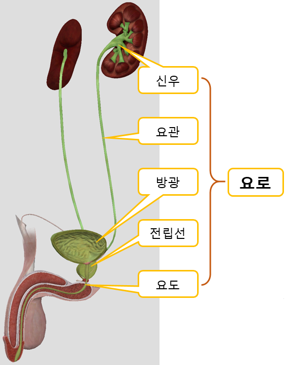  남성 방광염과 요로감염