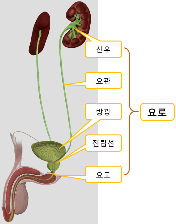 남성 방광염과 요로감염