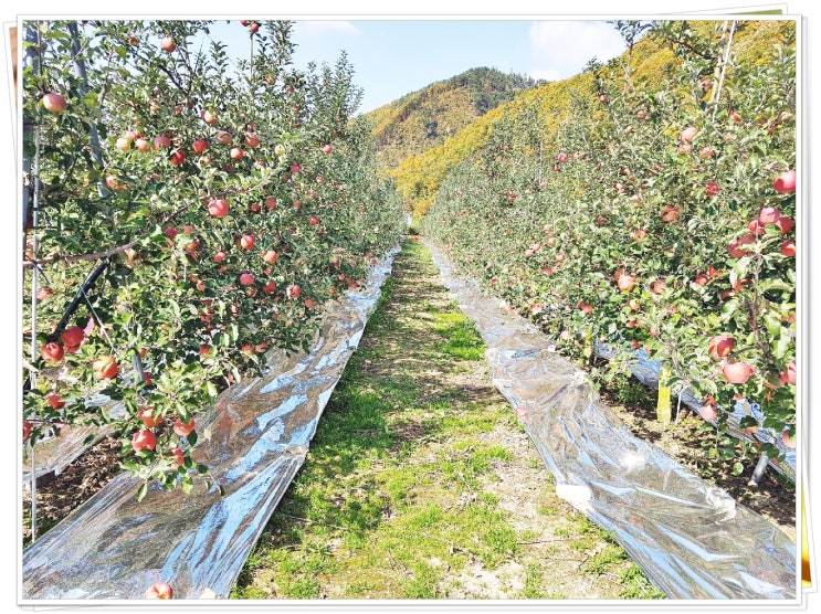 포항과수원매매 죽장면 상옥리 소규모 사과밭 약1700(약516평)