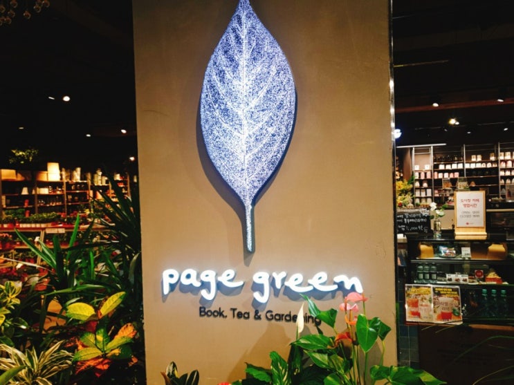  은평 롯데몰 꽃집 ) 페이지그린 page green 나도 집에 화초를 키워볼까