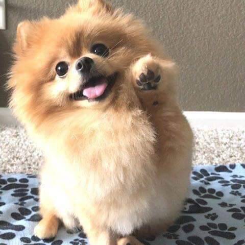  매력 뿜뿜 포메라니안 짤 모음