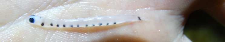  꽃동멸 / 모래꽃동멸 추정 ヒトスジエソ / スナエソ  / 매퉁이과 ( Family Synodontidae ) 의 1종