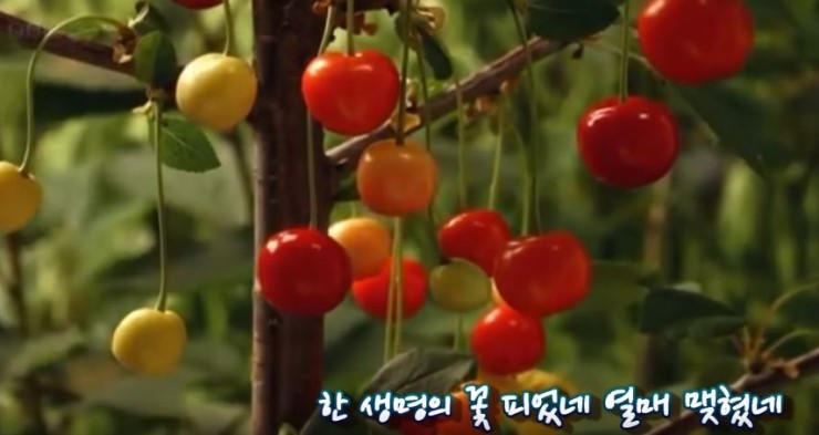  에덴 그리고 과거도 현재도 미래에도 귀한 나무"선악과 생명과" Eden and the precious trees of the past, the present and the future "Good and Evil"