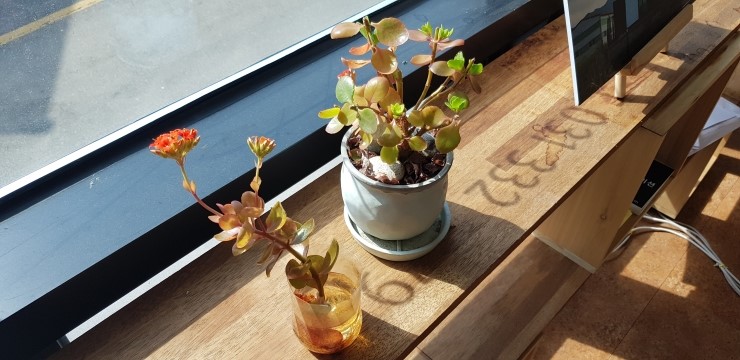  2019년 3월 16일 봄날 용인의 사무실에 핀꽃