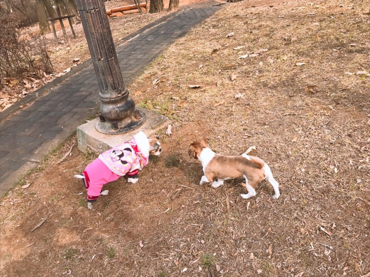  2019.03.16 +신혼일기,신혼부부,꿀신혼,주말,뽀삐제니,산책,뚜레쥬르,베스킨라빈스,반짝이예정일,만삭임산부11개월 