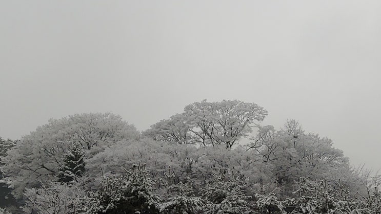 남한산성 눈 꽃 나무