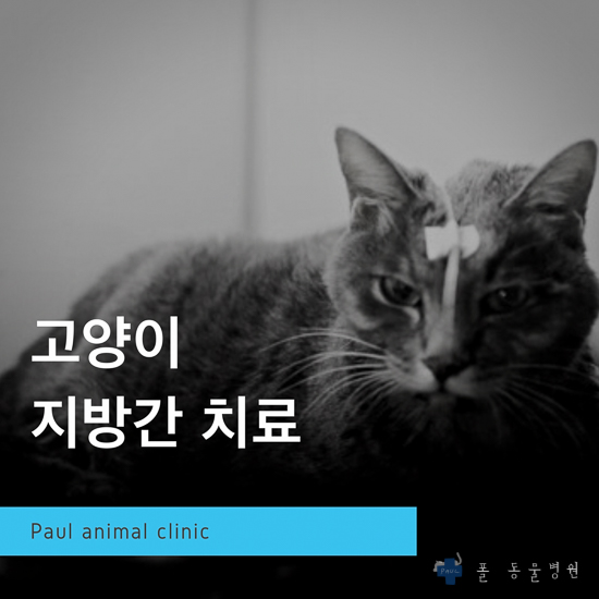 고양이 지방간 진단, 치료 & 성남 분당 24시 폴 동물병원(판교, 야탑, 죽전, 광주, 정자, 용인, 수지, 구미, 춘천)