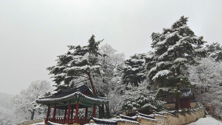 남한산성 솔나무 쌓인 눈 소나무 눈 덮힌 풍경 남한산성 설경 뷰 남한산성 솔나무 쌓인 눈 소나무 눈 덮힌 풍경 남한산성 설경 뷰