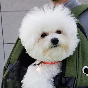 폴리파크에서 강아지백팩 패리스독 이동가방 구입했어요