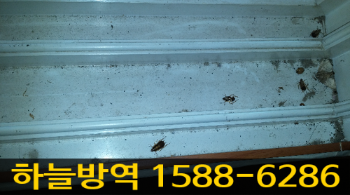  안양바퀴벌레 퇴치 및 퇴치법, 잘잡는곳은 여기가 제일이네요~~^^