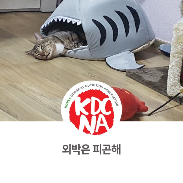  [반려동물 영양 전문 수제간식 창업] 망고네펫푸드 고양이의 외출 성공기_43