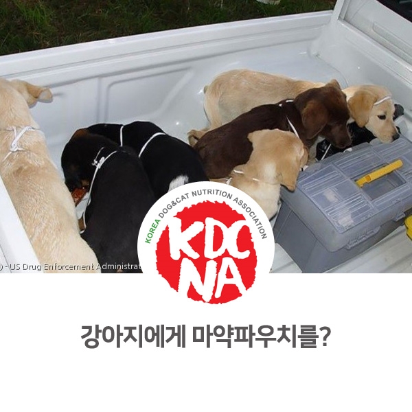  [반려동물 사건 사고] 강아지에게 마약파우치 숨겨 유통한 수의사_08