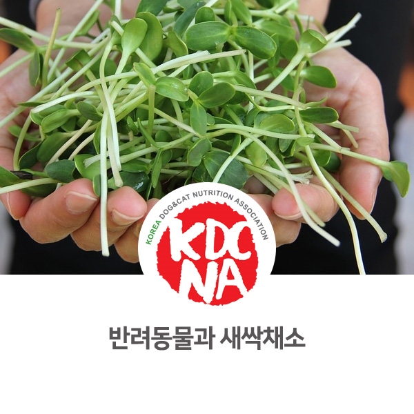  [강아지 고양이 영양 정보] 반려동물 펫푸드 식재료 새싹채소 기능_77