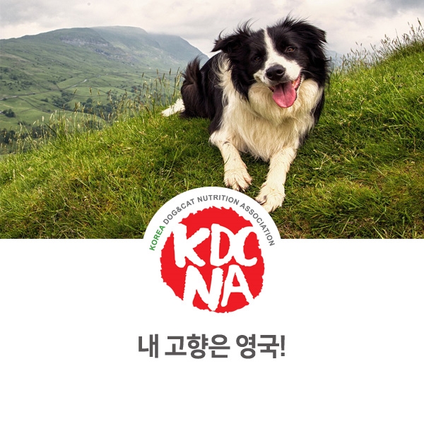  [반려동물 정보 뉴스] 영국에서 온 중형견 종류 알아보기_16